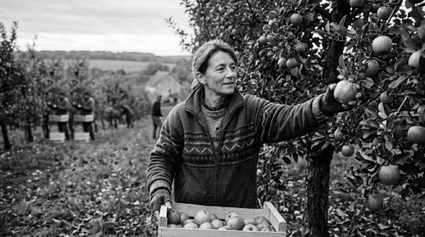 Au cœur des vergers : le temps des pommes sonne le rassemblement