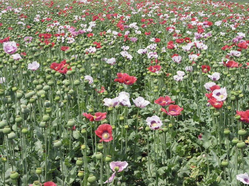 Dans les champs aubois, une fleur aux deux visages