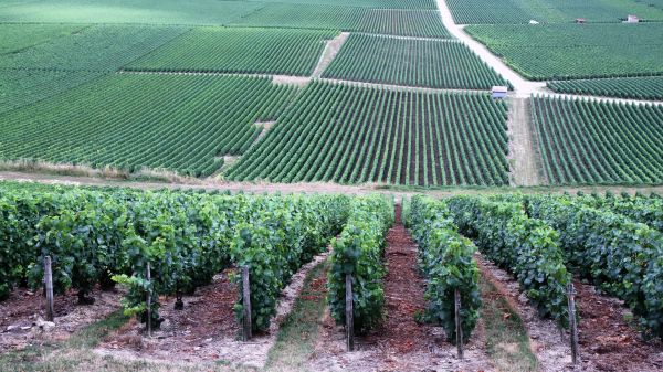 Spécial Vendanges 2026 dans l’Aube : Le week-end le plus fou de l’année