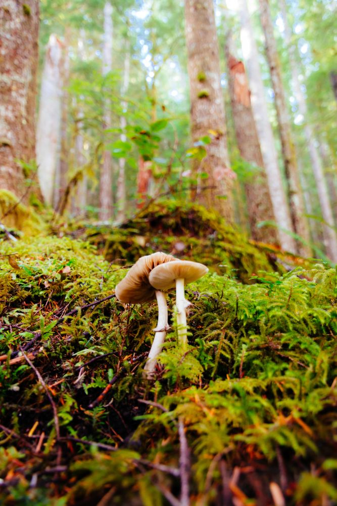Le syndrome du panier plein : petite humeur des bois aubois