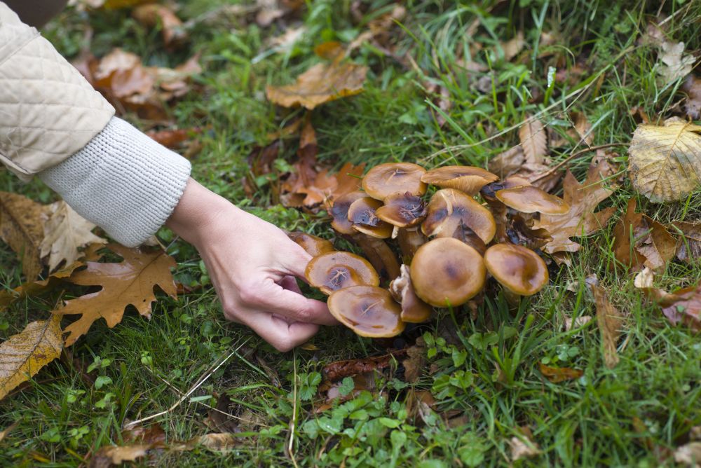 Cueillette Champignons dans l&rsquo;Aube